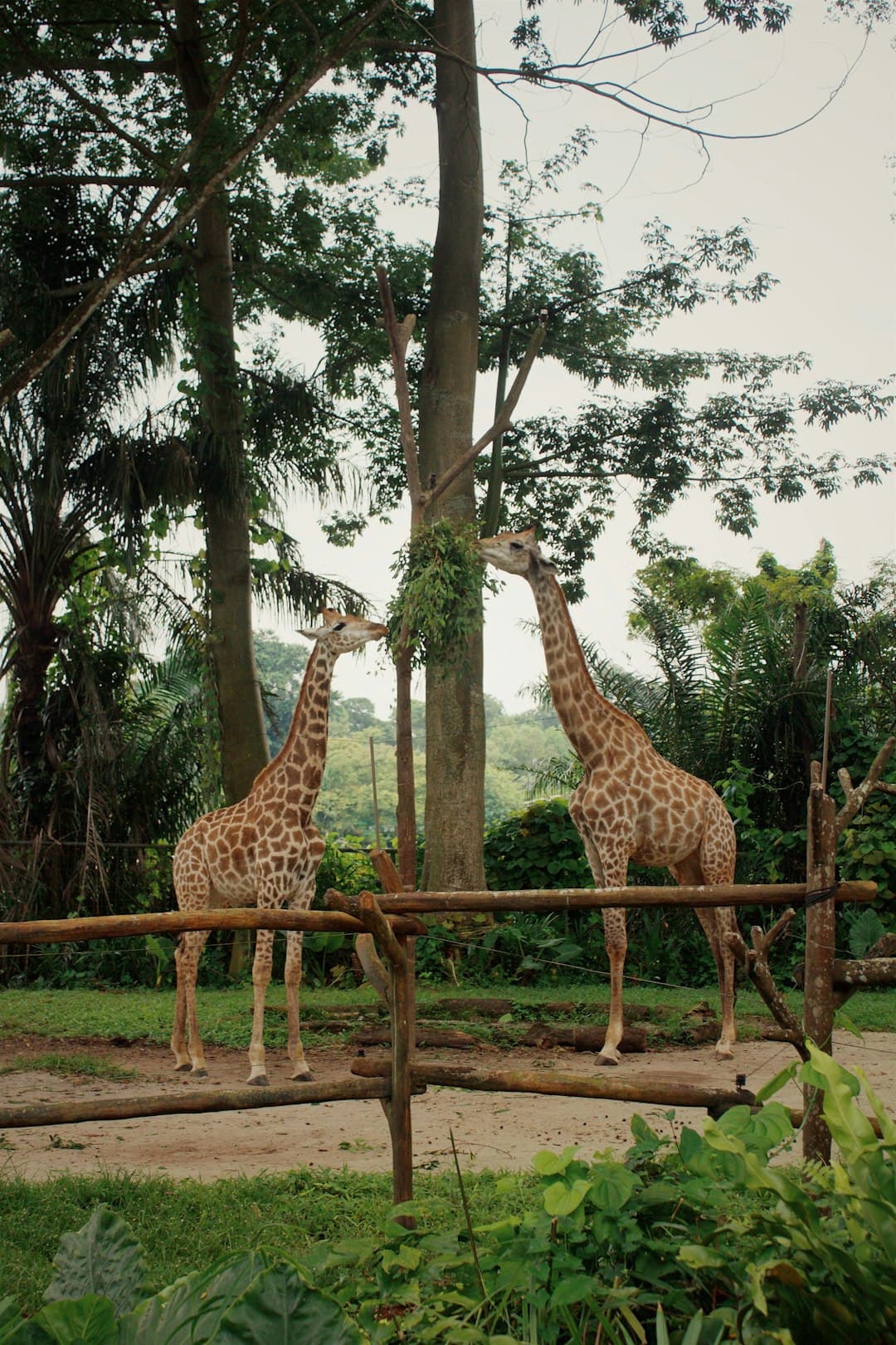 Singapore Zoo
