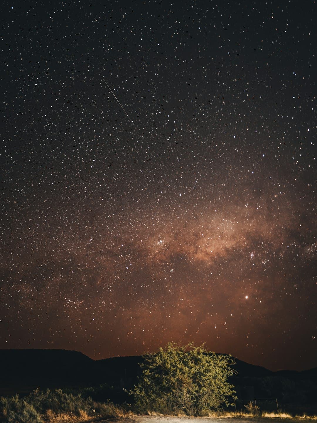 Night Safari